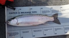 Rachel-trout 48cm released 12-9-15