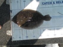 scott paul flounder 28.9 cm released 1/11/15 L&E